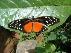 Heliconius hecalesia