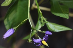 Solanum dulcamara