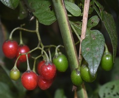 Solanum dulcamara