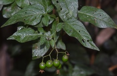 Solanum dulcamara