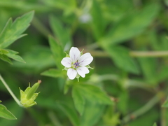 Geranium wilfordii