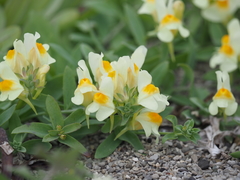 Linaria japonica