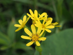 Ligularia hodgsonii