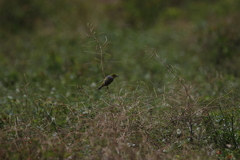 Zosterops lateralis chlorocephalus