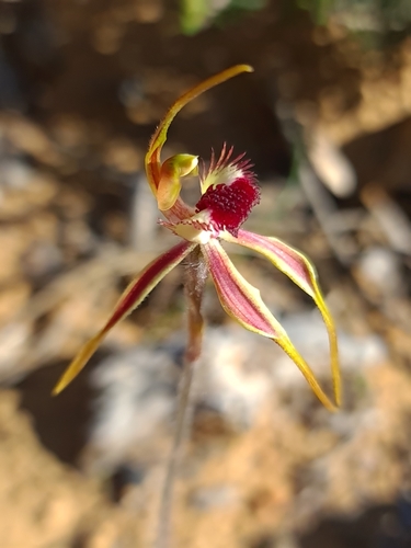 Image of Caladenia longiclavata by (c) Cal Wood, some rights reserved (CC BY)