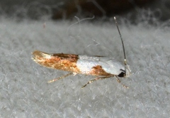 Mompha circumscriptella