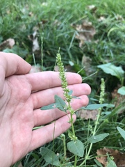 Rumex fueginus