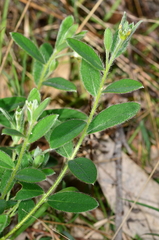 Pimelea strigosa
