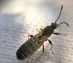 Ischnodemus sabuleti