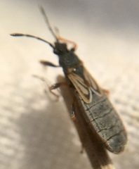 Ischnodemus sabuleti
