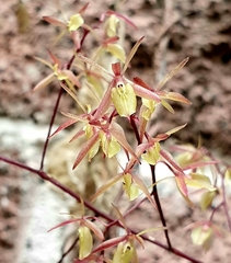 Epidendrum diffusum