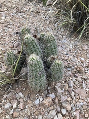 Echinocereus