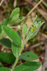 Pimelea strigosa