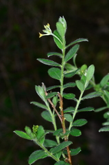 Pimelea strigosa