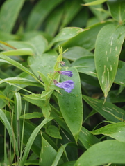 Scutellaria yezoensis