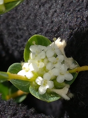 Pimelea flava