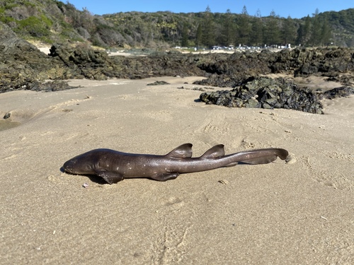 Blind shark (Brachaelurus waddi) — Brachaeluridae — 2