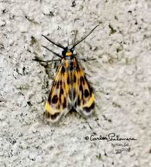 Eucereon phaeoprocta