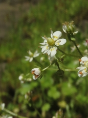 Micranthes marshallii