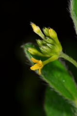 Pimelea strigosa