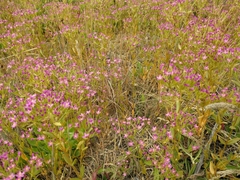 Zeltnera muehlenbergii