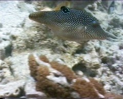 Canthigaster petersii
