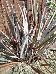 Phormium