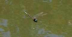 Macromia pacifica