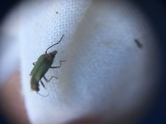 Malachius bipustulatus