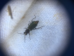 Malachius bipustulatus