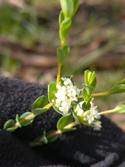 Pimelea flava