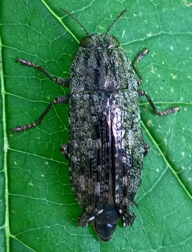 Dicerca obscura photo 5