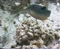 Canthigaster petersii