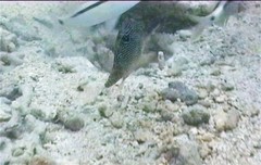 Canthigaster petersii