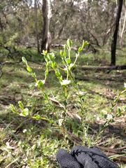 Pimelea flava