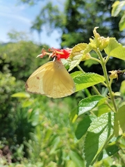 Aphrissa statira statira