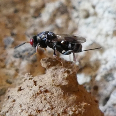 Monodontomerinae