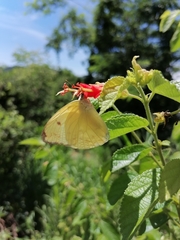 Aphrissa statira statira