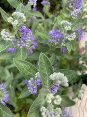 Caryopteris × clandonensis