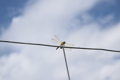Sympetrum costiferum