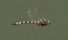 Macromia pacifica