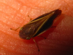 Philaenus nigripectus