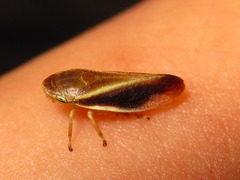 Philaenus nigripectus