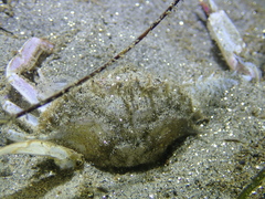 Achelous xantusii