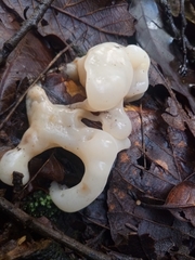 Sebacina sparassoidea