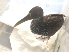 Pardirallus maculatus