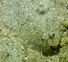 Citharichthys stigmaeus