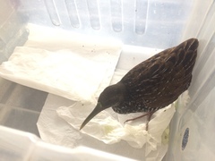 Pardirallus maculatus