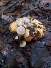Asterophora parasitica