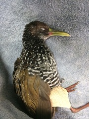 Pardirallus maculatus